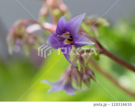 紫の星型のケイワタバコ 128316610