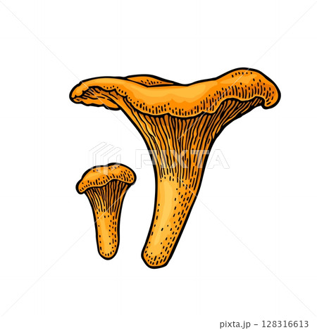 Mushroom chanterelle. Vintage color vector engraving illustration Mushroom chanterelle. Vintage color vector engraving illustration 128316613