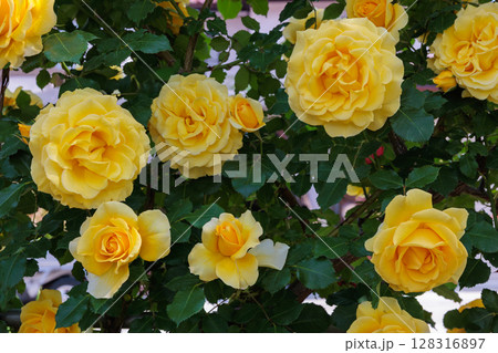 ガーデンで咲く美しい黄色いバラの花 128316897