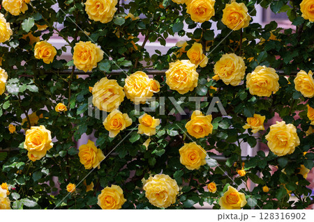 ガーデンで咲く美しい黄色いバラの花 128316902