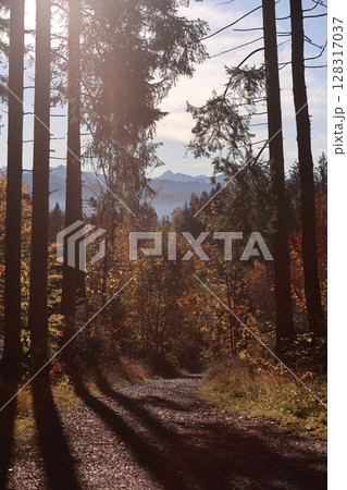 A forest with trees in the background and a road in the foreground 128317037