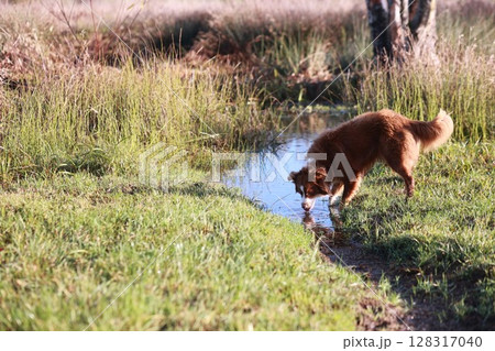 A dog is drinking water from a stream in a grassy field 128317040