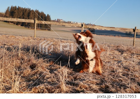 Brown and white dog is standing in a field with its mouth open Brown and white dog is standing in a field with its mouth open 128317053