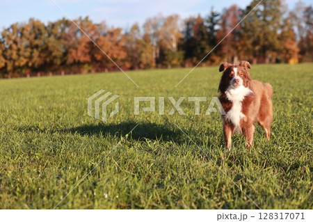 A brown and white dog is standing in a grassy field 128317071