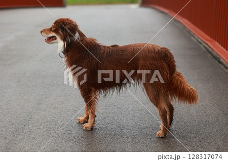 Brown dog standing on a wet road Brown dog standing on a wet road 128317074