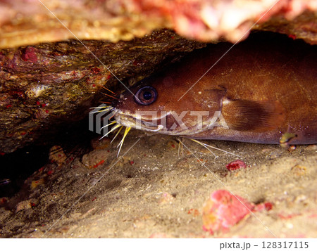 イタチウオの横顔 128317115