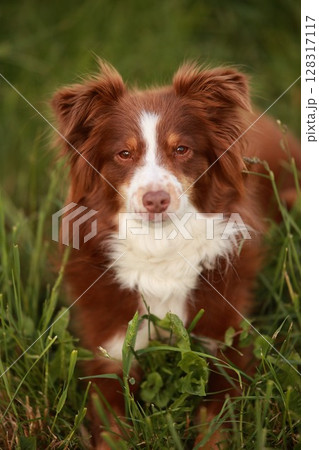 Brown and white dog is laying in the grass Brown and white dog is laying in the grass 128317117