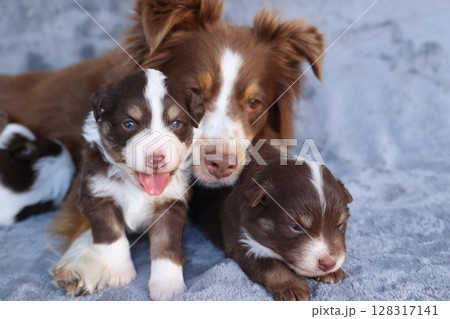 A mother dog and her two puppies are laying on a blanket 128317141