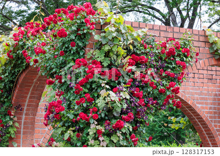 ローズガーデンで咲く美しい赤いバラとクレマチスの花 ローズガーデンで咲く美しい赤いバラとクレマチスの花 128317153