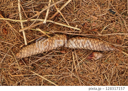 Two pine cones are laying on the ground in a pile of leaves 128317157