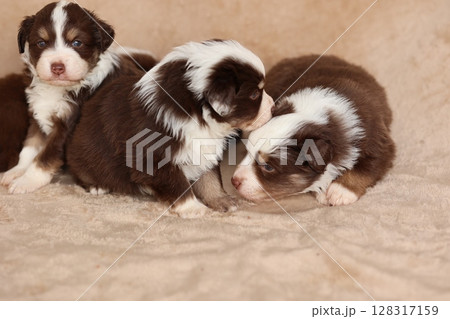 Three puppies are laying on a blanket, one of which is looking at the camera 128317159
