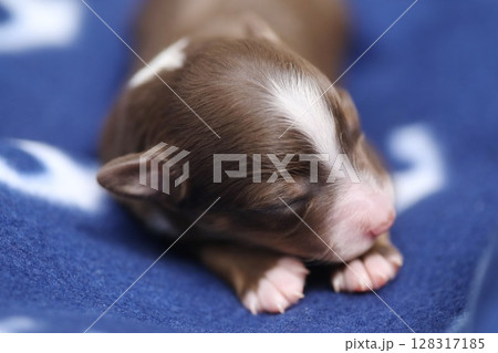A small brown and white puppy is sleeping on a blue blanket 128317185