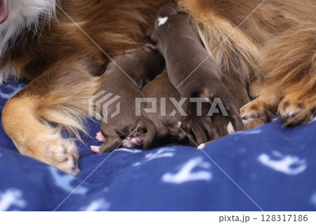A dog is nursing its puppies 128317186