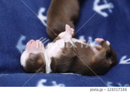 A puppy is sleeping on a blue blanket with a small anchor design 128317188