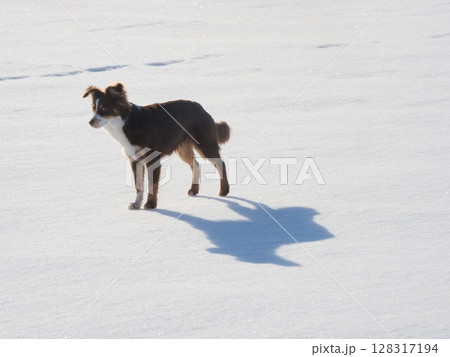 A dog is standing in the snow, looking at the camera 128317194