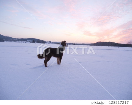 Dog watch snowy winter sunset 128317217