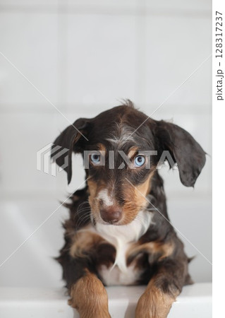 A small brown and white dog is sitting in a bathtub 128317237