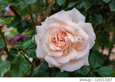 ローズガーデンで咲く美しいオレンジ色のバラの花 128317267