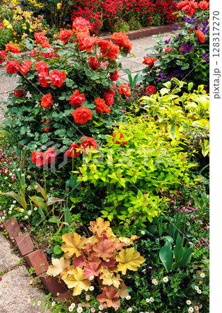 ローズガーデンで咲く美しいオレンジ色のバラの花 128317270