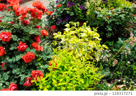 ローズガーデンで咲く美しいオレンジ色のバラの花 ローズガーデンで咲く美しいオレンジ色のバラの花 128317271