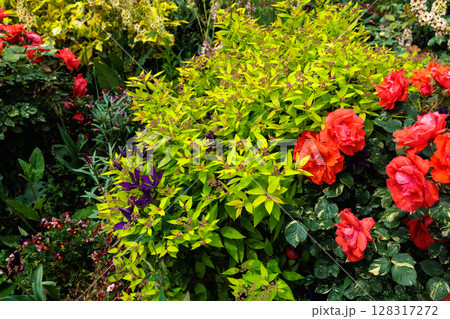 ローズガーデンで咲く美しいオレンジ色のバラの花 128317272