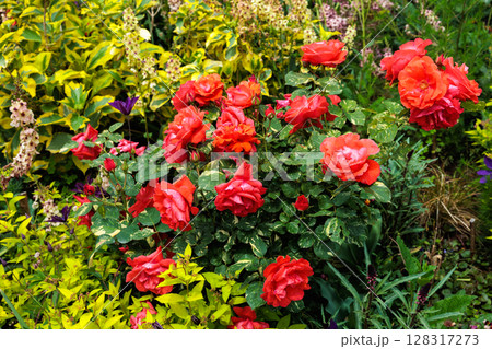 ローズガーデンで咲く美しいオレンジ色のバラの花 128317273