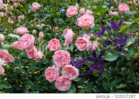 ローズガーデンで咲く美しい淡いピンクのバラの花 128317297
