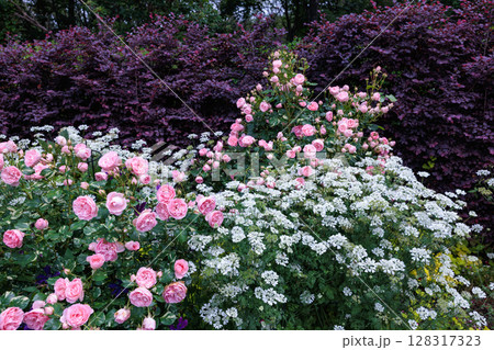 初夏のガーデンで美しく咲くピンク色のバラとオルレアの花 128317323