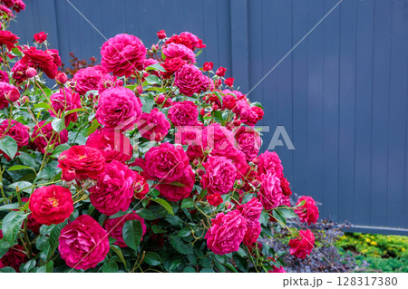 ローズガーデンで咲く美しい赤いバラの花 128317380