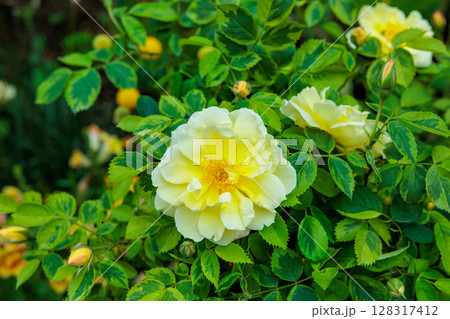 ローズガーデンで咲く美しい黄色いバラの花 ローズガーデンで咲く美しい黄色いバラの花 128317412