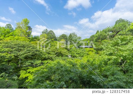 東福寺　洗玉澗　青もみじに包まれた庭園（京都市東山区） 128317458