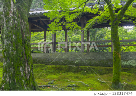新緑の京都 東福寺 青もみじに包まれた通天橋 新緑の京都 東福寺 青もみじに包まれた通天橋 128317474