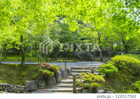 新緑の京都　東福寺　青もみじに包まれた通天橋 128317502