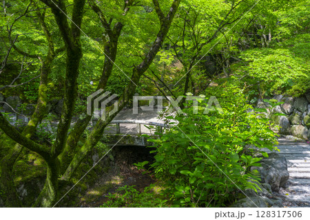 新緑の京都　東福寺　青もみじに包まれた庭園 128317506