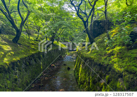 新緑の京都 東福寺 青もみじに包まれた洗玉澗 新緑の京都 東福寺 青もみじに包まれた洗玉澗 128317507