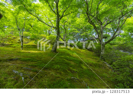 新緑の京都　東福寺　青もみじと苔が美しい庭園 128317513