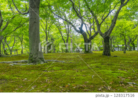 新緑の京都　東福寺　青もみじと苔が美しい庭園 128317516
