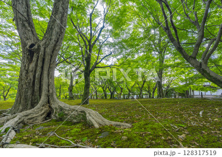 新緑の京都　東福寺　青もみじと苔が美しい庭園 128317519