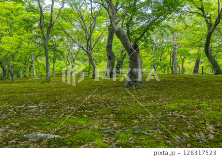 新緑の京都　東福寺　青もみじと苔が美しい庭園 128317523