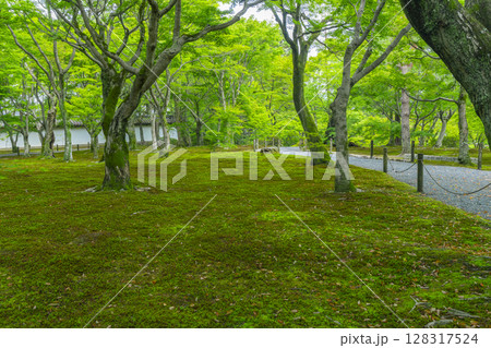 新緑の京都 東福寺 青もみじと苔が美しい庭園 新緑の京都 東福寺 青もみじと苔が美しい庭園 128317524