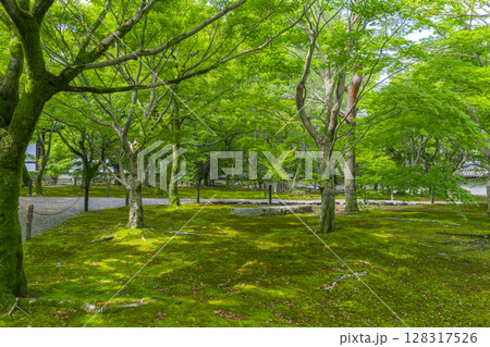 新緑の京都　東福寺　青もみじと苔が美しい庭園 128317526
