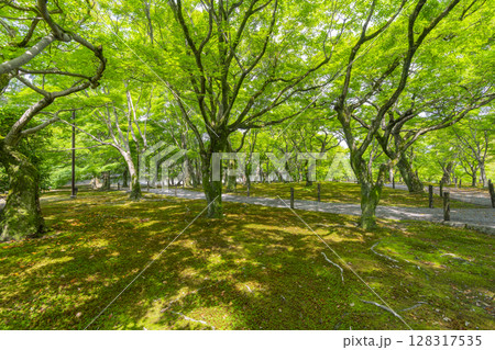 新緑の京都　東福寺　青もみじと苔が美しい庭園 128317535