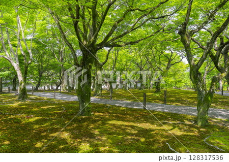新緑の京都 東福寺 青もみじと苔が美しい庭園 新緑の京都 東福寺 青もみじと苔が美しい庭園 128317536