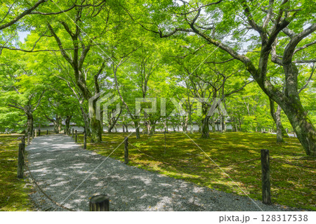 新緑の京都　東福寺　青もみじと苔が美しい庭園 128317538