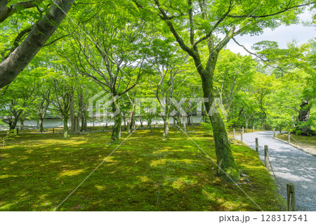 新緑の京都　東福寺　青もみじと苔が美しい庭園 128317541