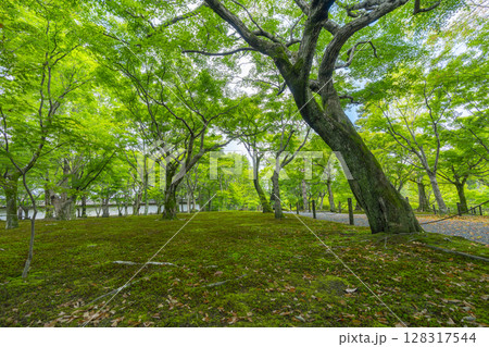 新緑の京都　東福寺　青もみじと苔が美しい庭園 128317544