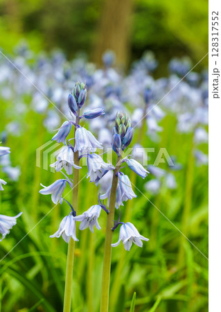 林の中で咲く沢山のシラーカンパニュラータの花 128317552