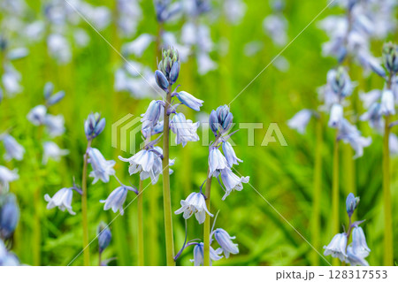 林の中で咲く沢山のシラーカンパニュラータの花 林の中で咲く沢山のシラーカンパニュラータの花 128317553