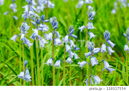林の中で咲く沢山のシラーカンパニュラータの花 128317554
