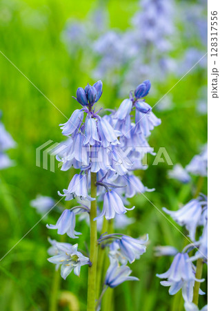 林の中で咲く沢山のシラーカンパニュラータの花 128317556